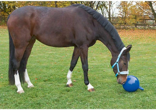 Balle de cheval pour cheval